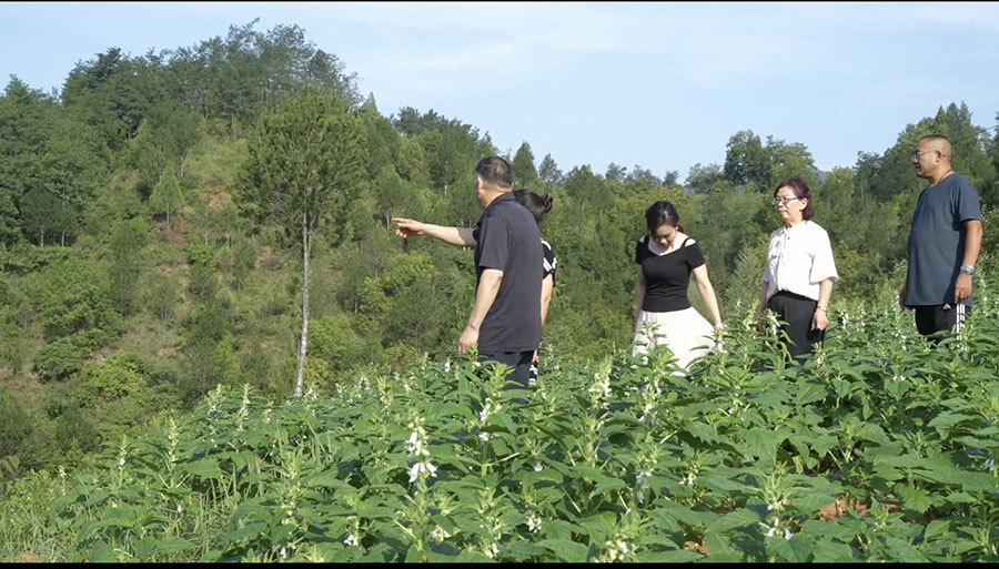 張學堂帶團隊視察基地 張學堂帶團隊視察基地
