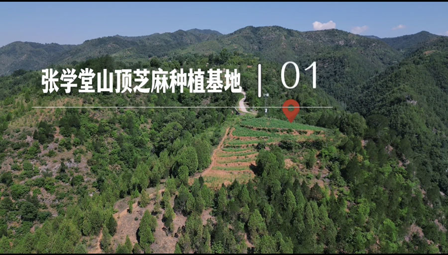 張學堂山頂芝麻基地1號 張學堂山頂芝麻基地1號