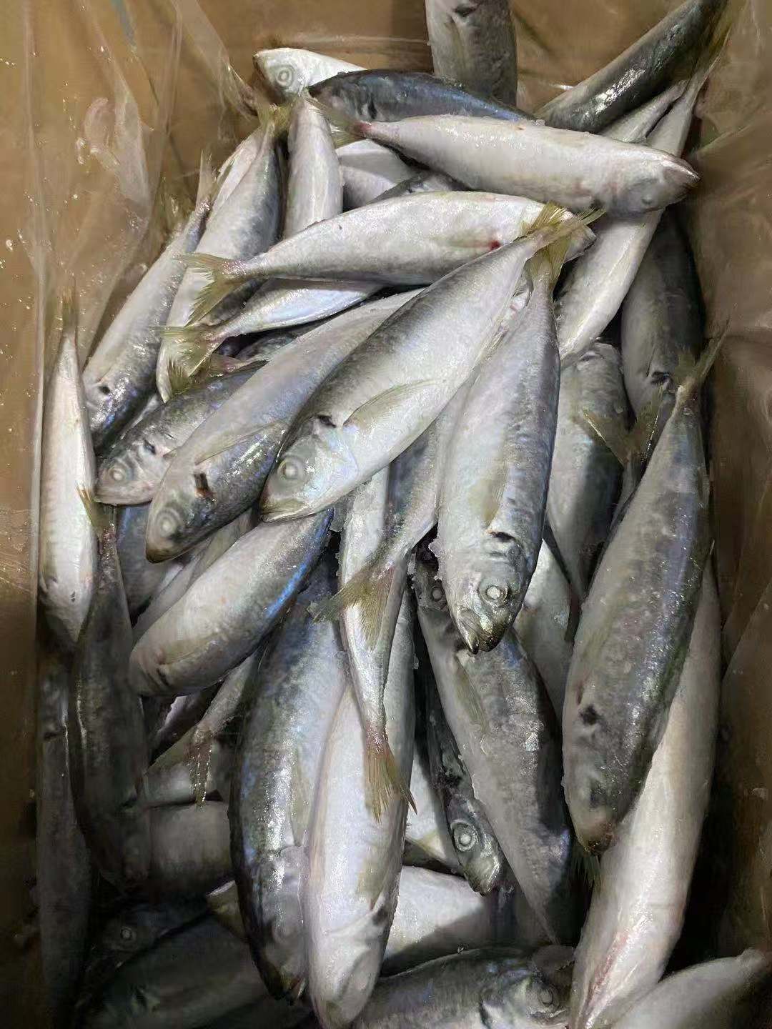 Round scad