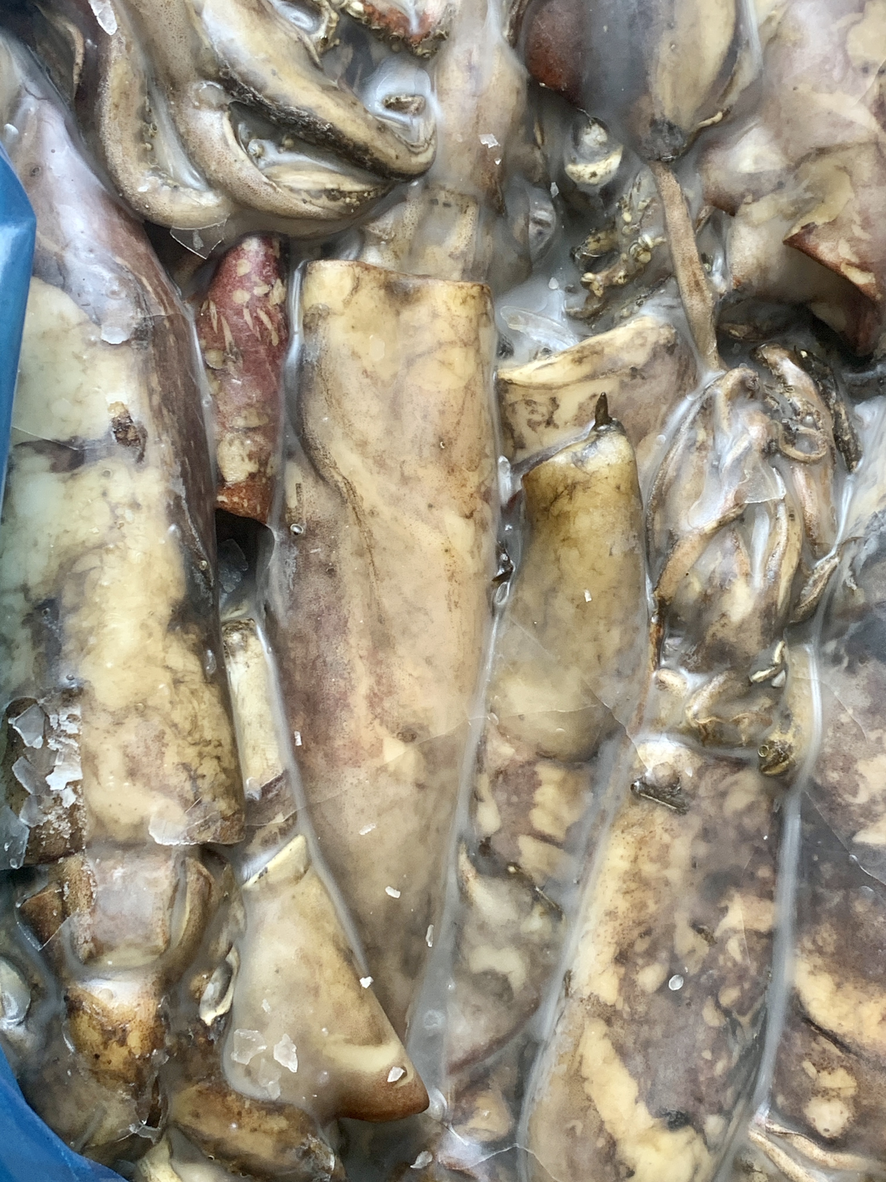 Understanding Todarodes Sagittatus: An Insight into a Unique Cephalopod Species
