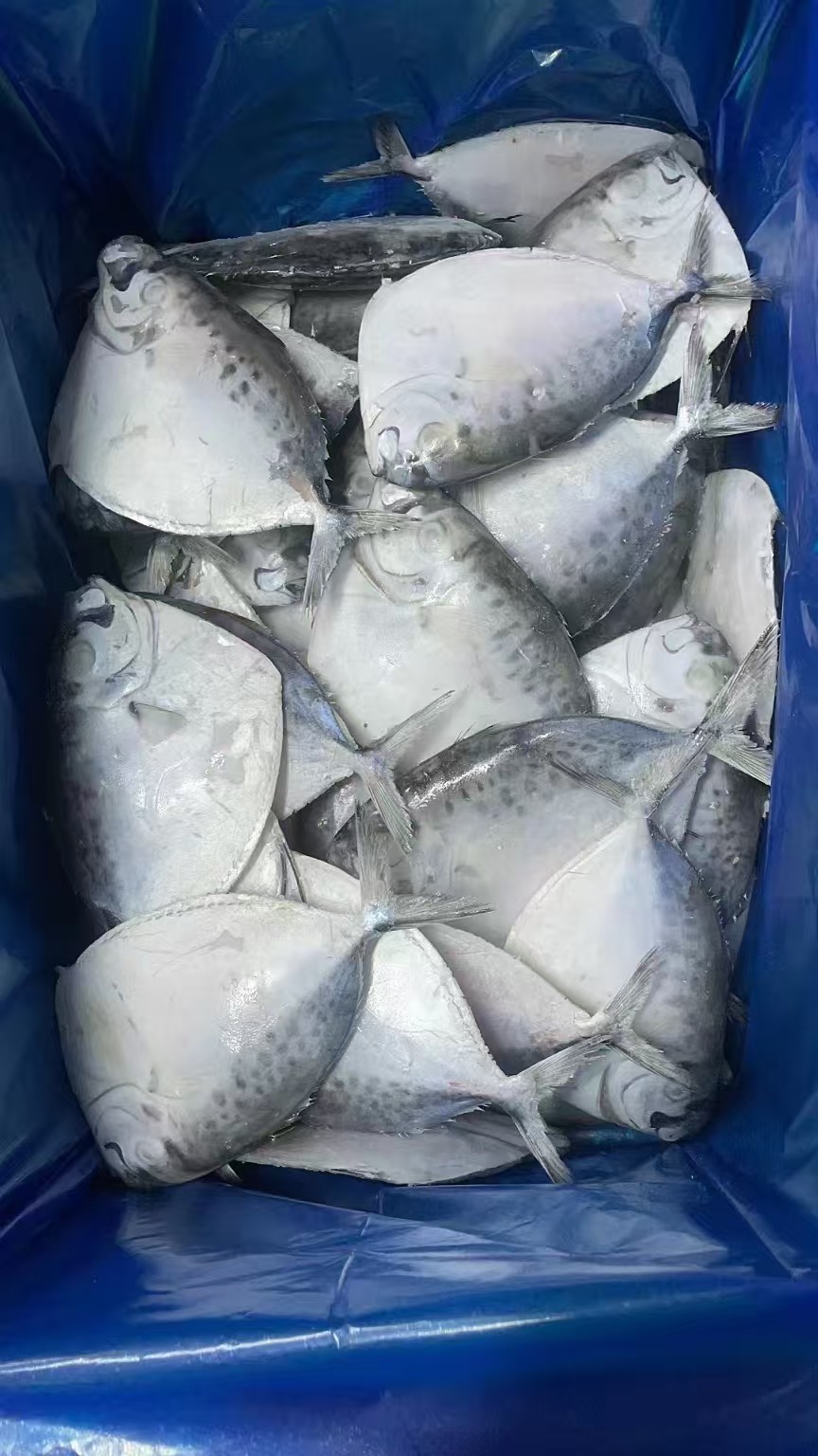MOON FISH