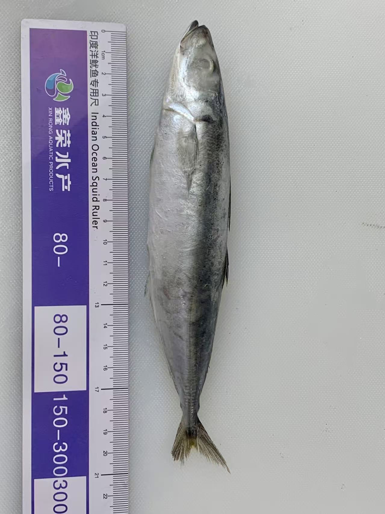80-100 Round Scad