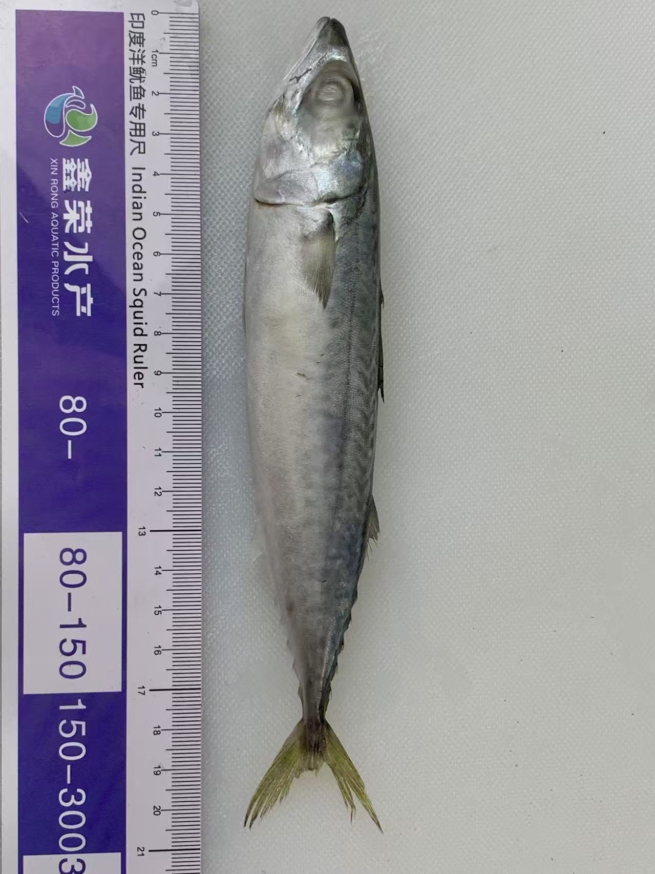 80-100 Pacific Mackerel