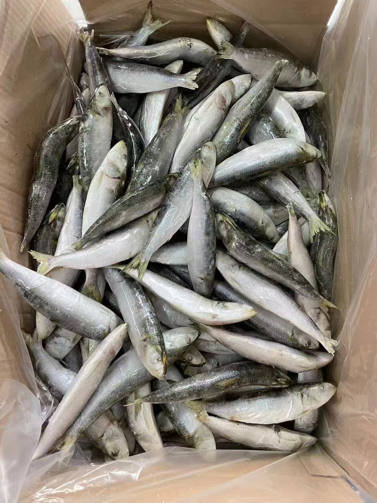 SARDINES