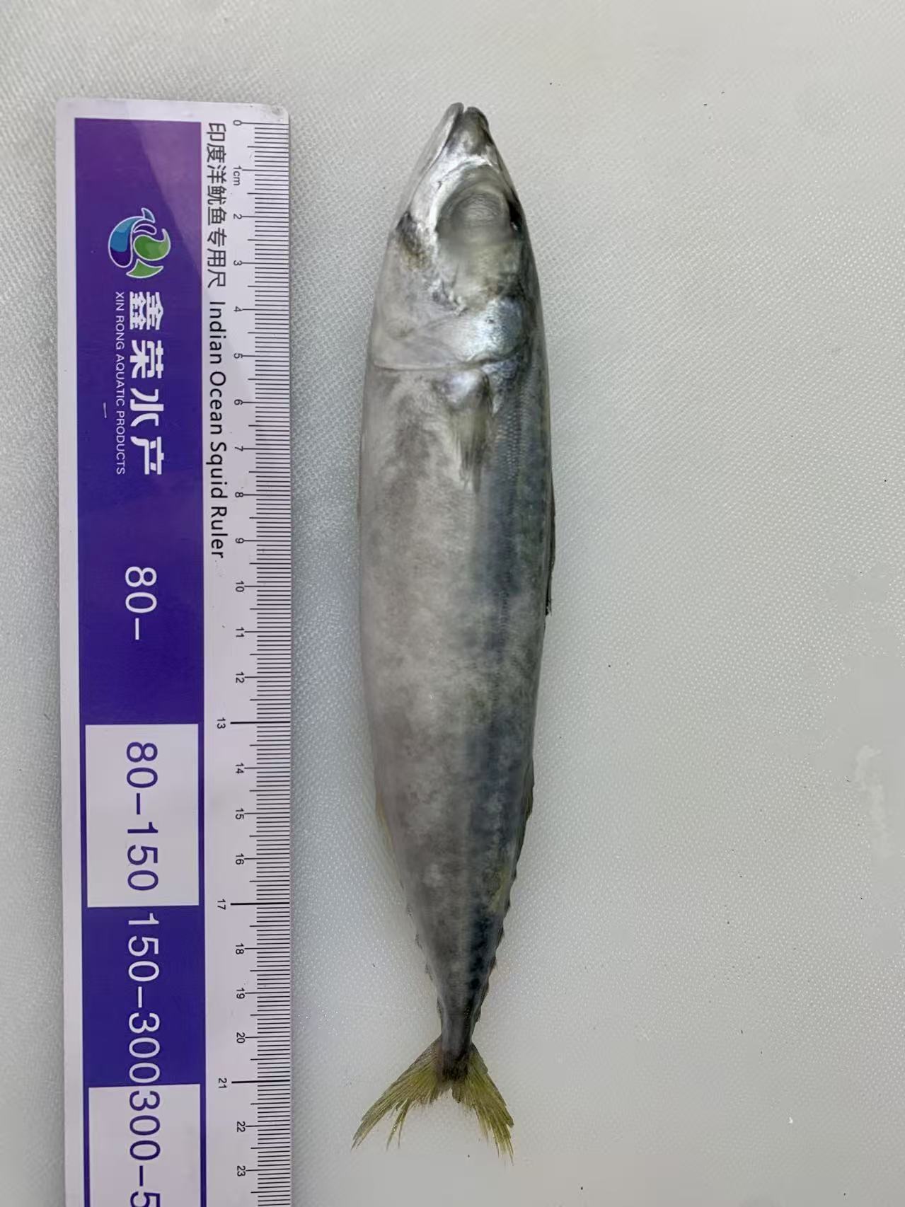 60-80 Pacific Mackerel