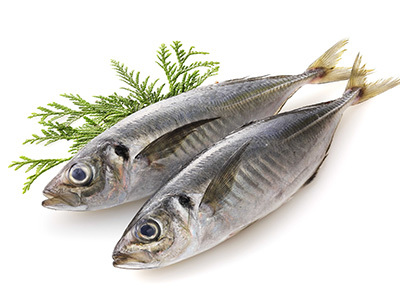 Horse mackerel