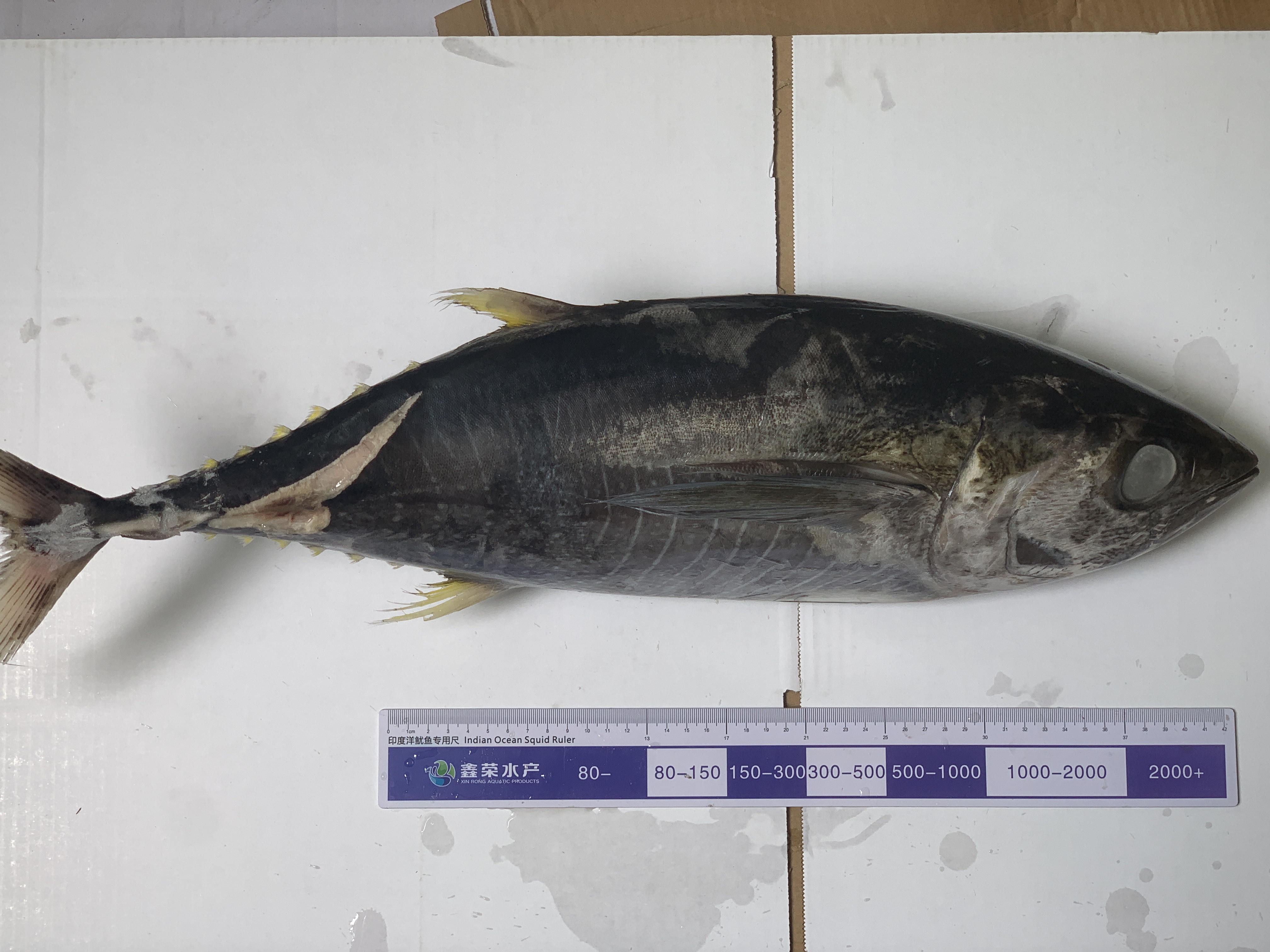 2000+ FROZEN TUNA