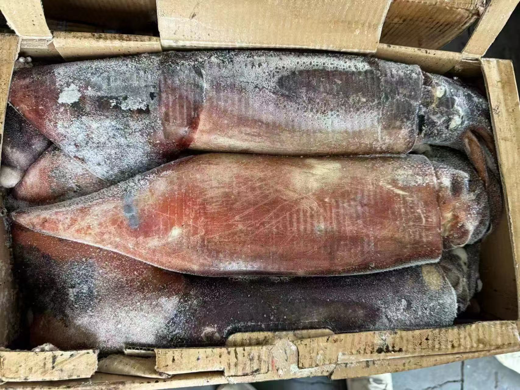 2000+      INDIAN SQUID
