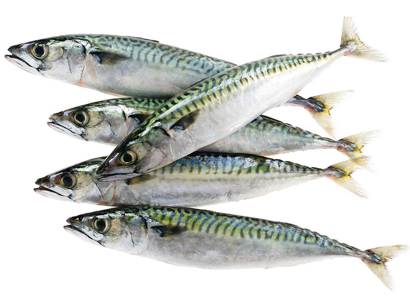 Pacific mackerel