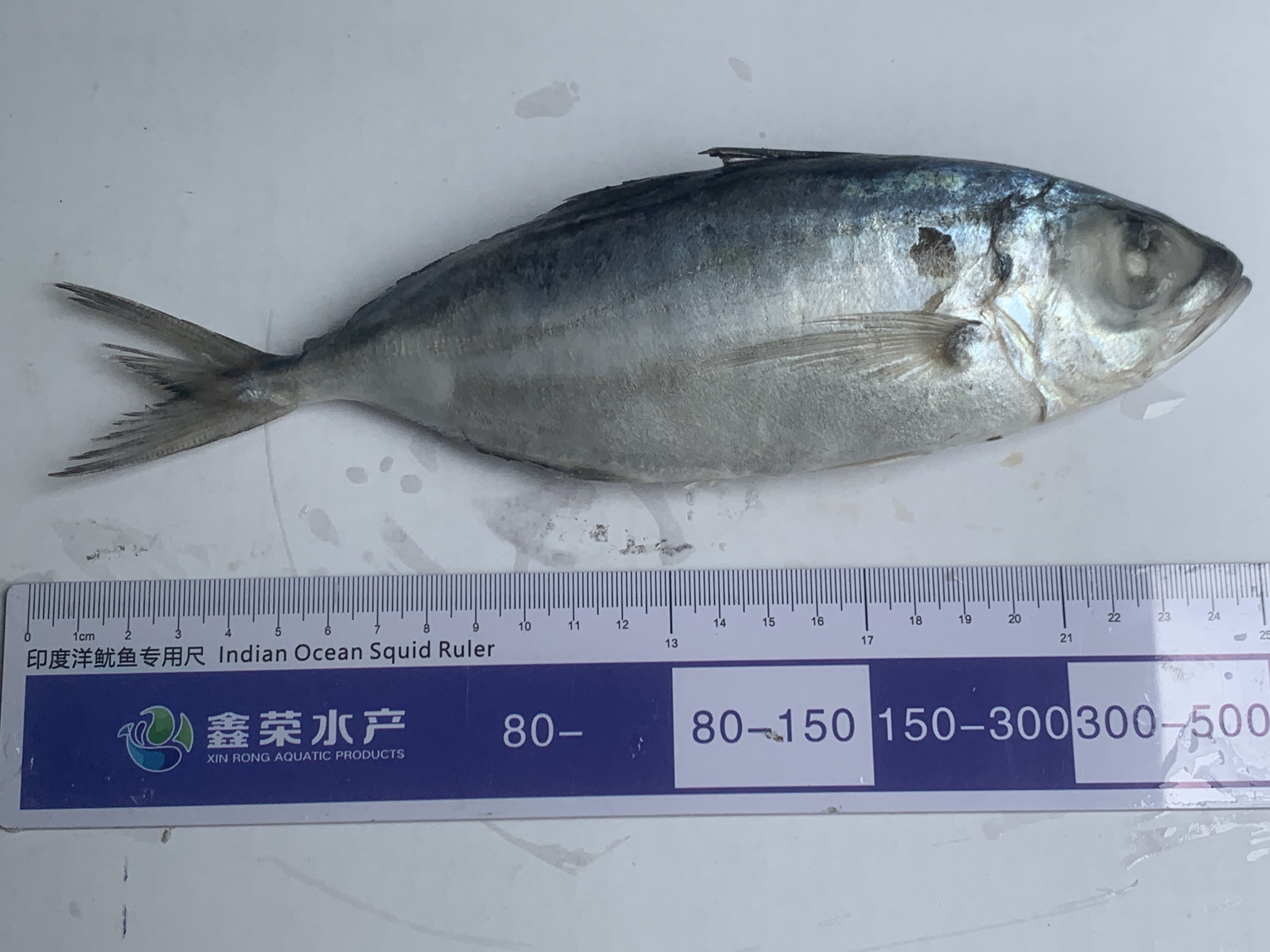 250g-500g FROZEN BIG EYE SCAD