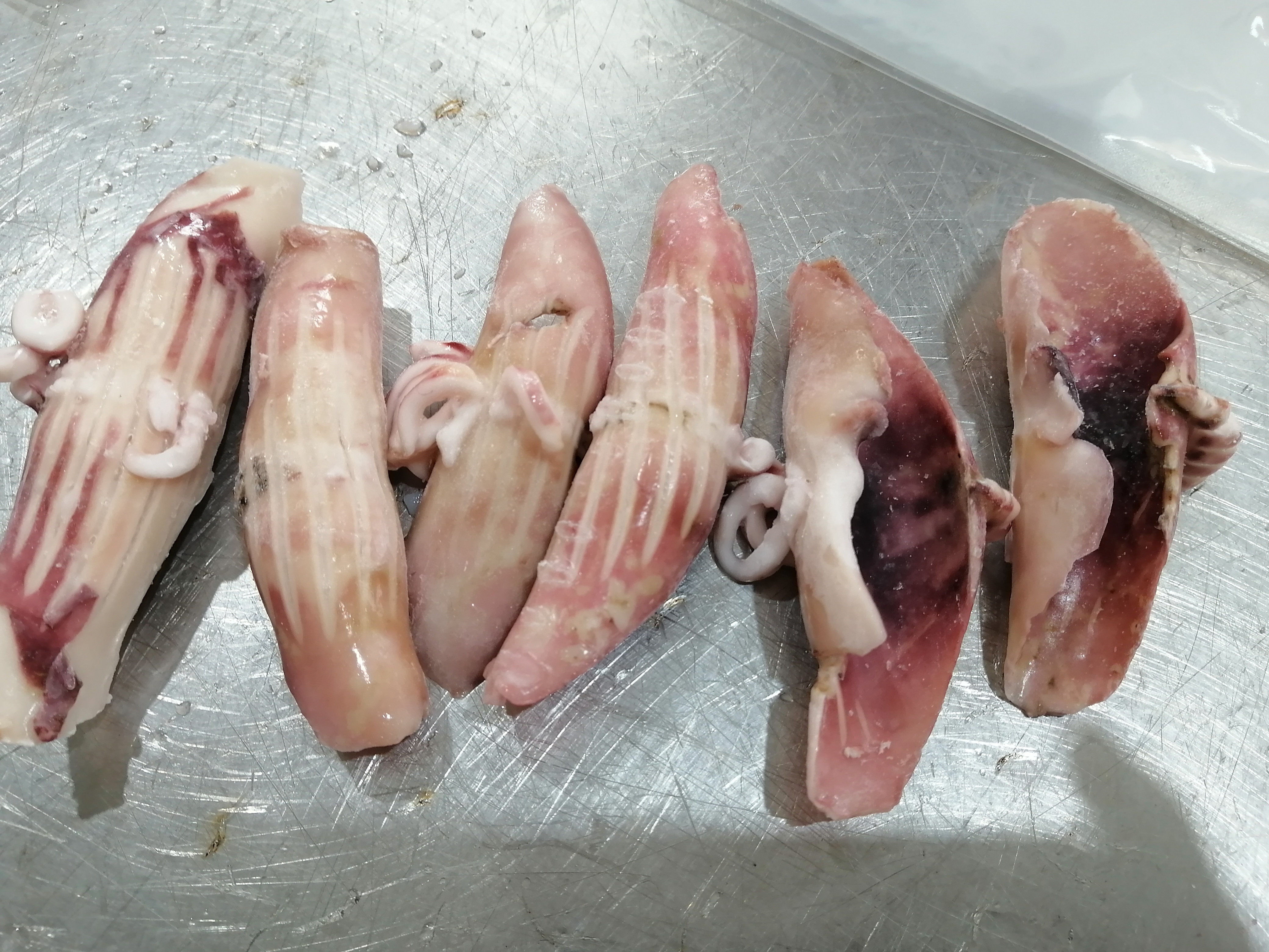 SQUID HORN FLOWER