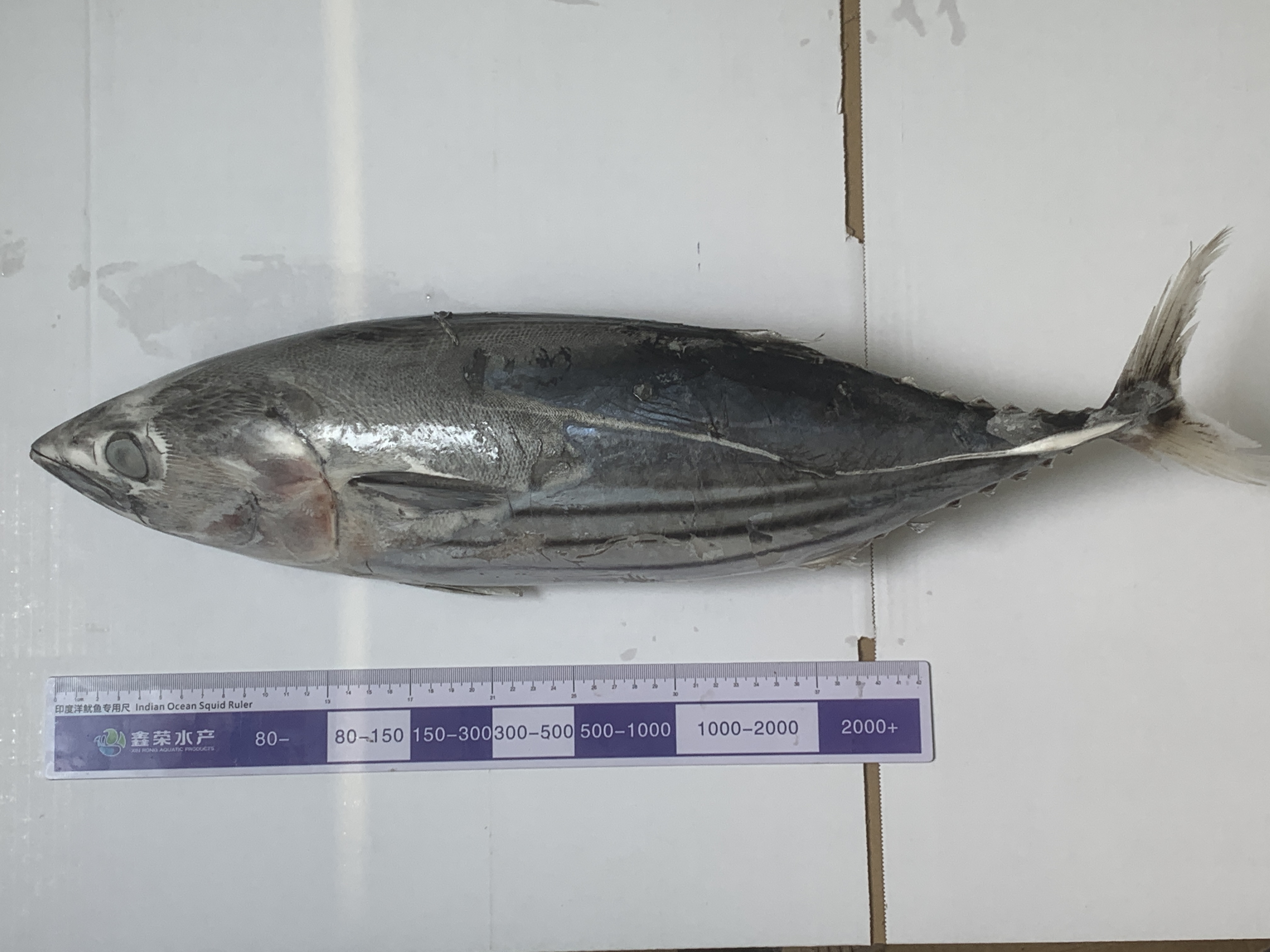2000+ FROZEN BONITO