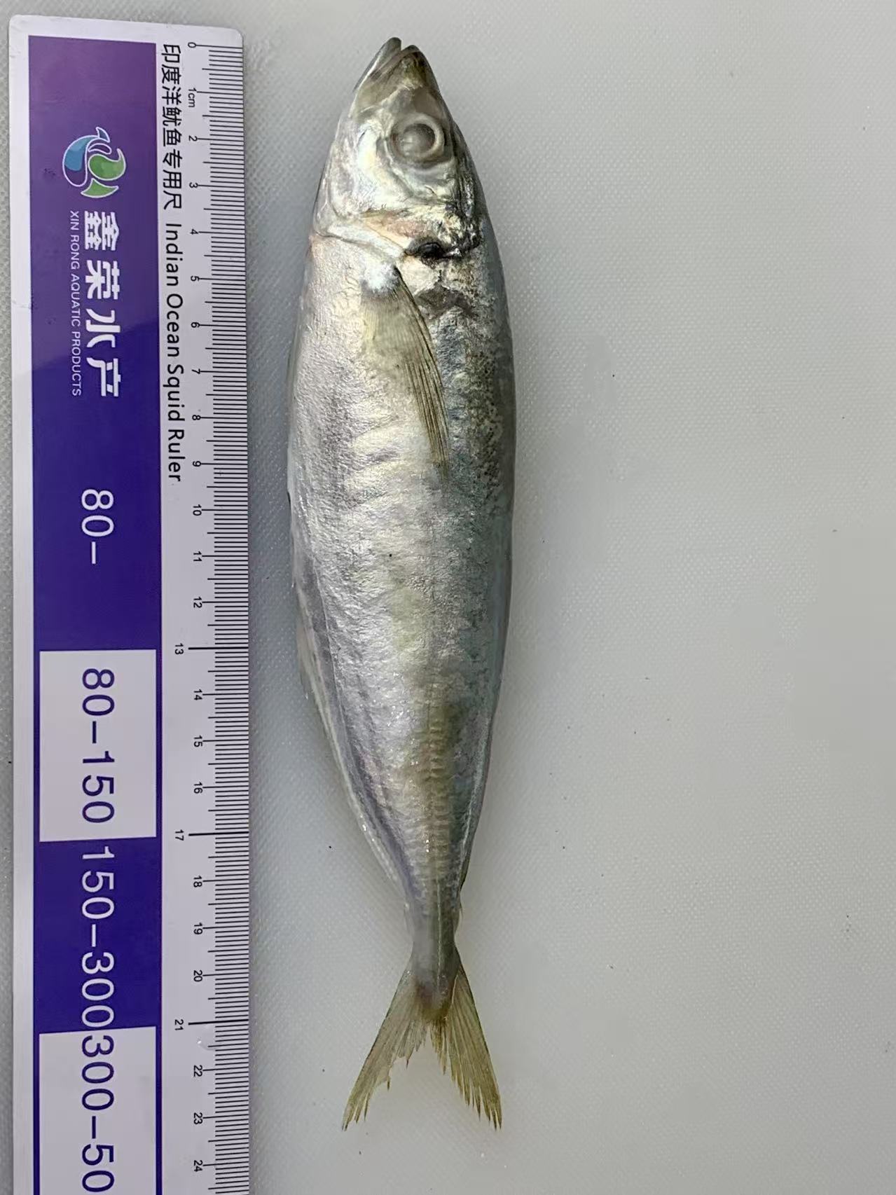 40-60 Round Scad