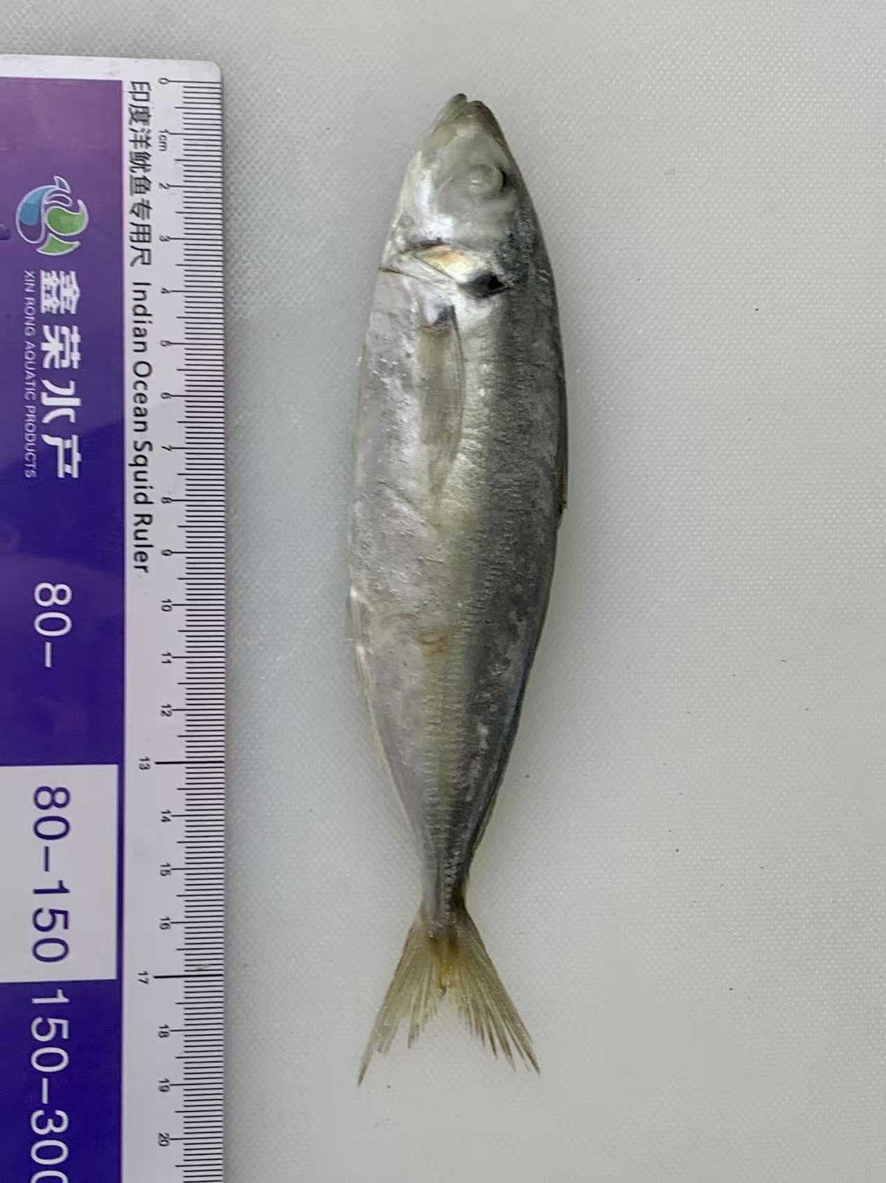 100-120 Round Scad