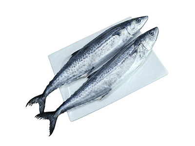 Pacific mackerel