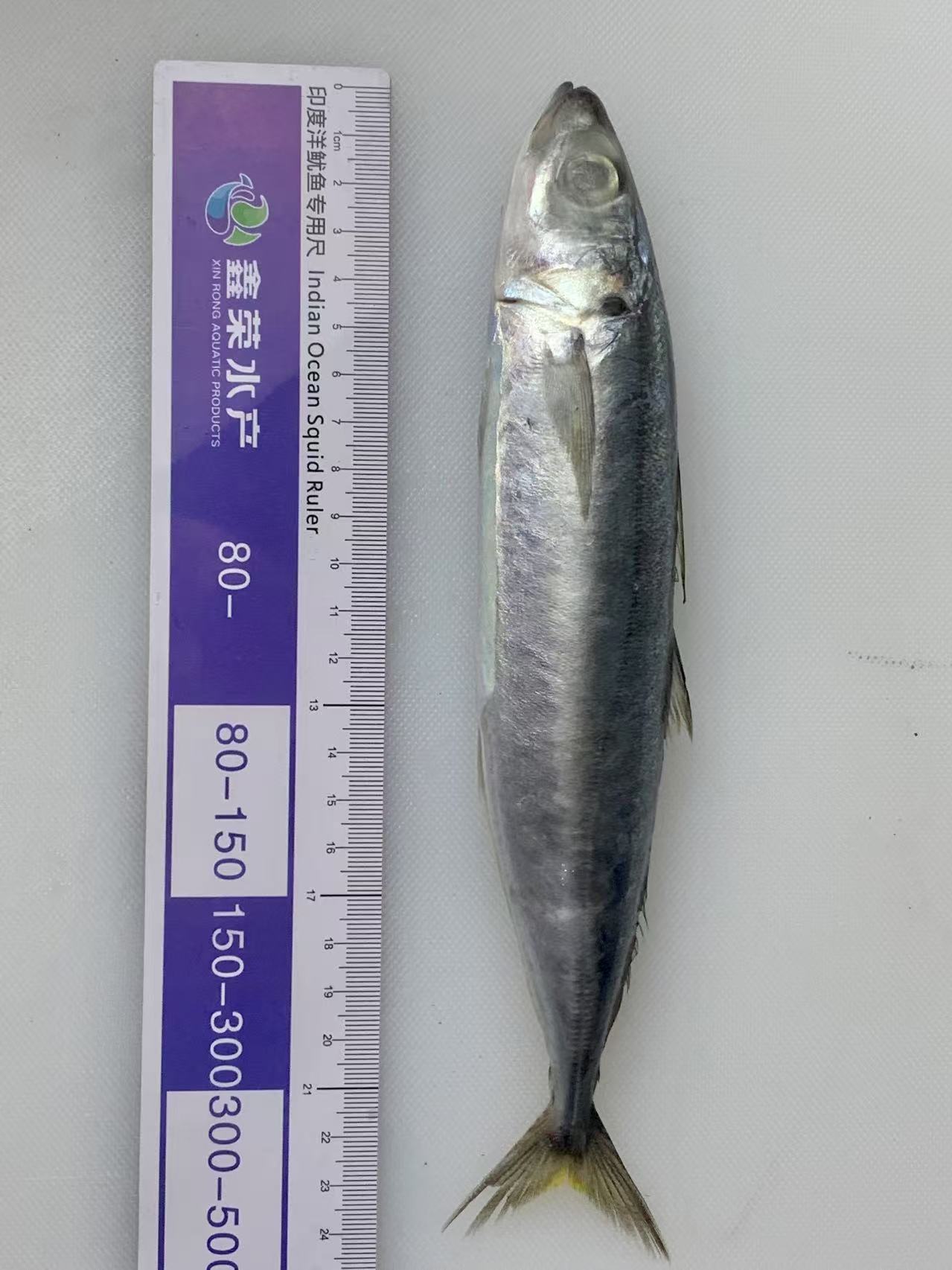 60-80 Round Scad