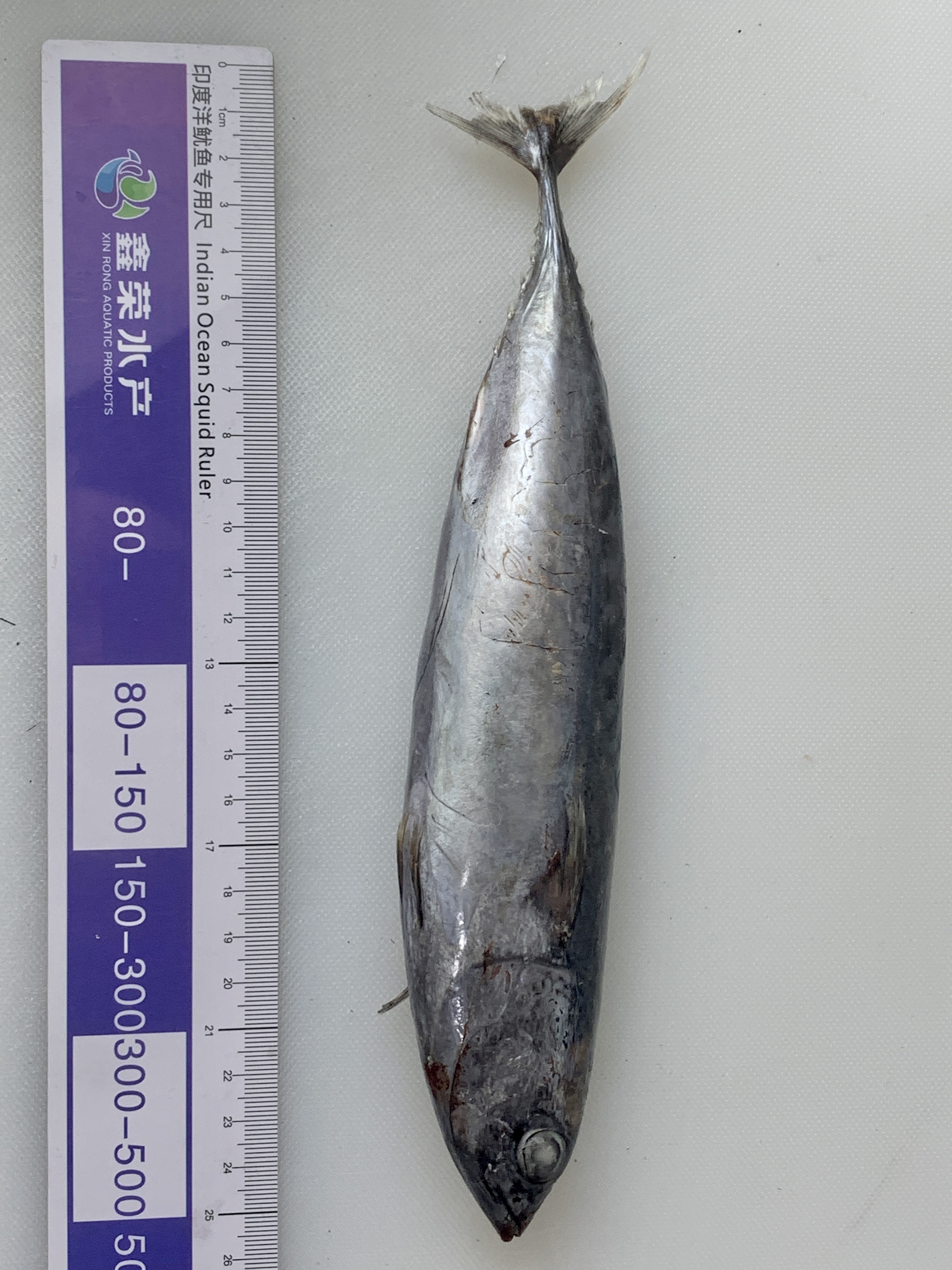 Bonito Tuna Fish Auxis Tapeinosoma