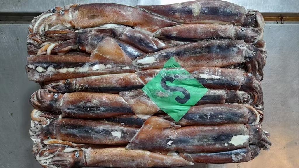 ARGENTINA ILLEX SQUID