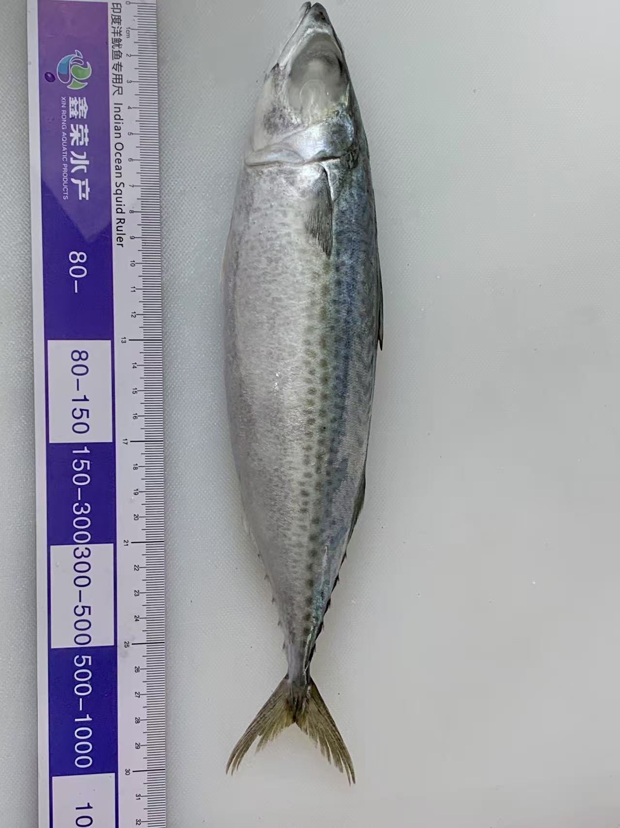 20-30 Pacific Mackerel