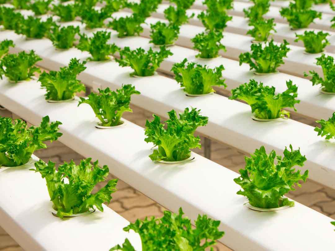農業類益生菌 農業類益生菌