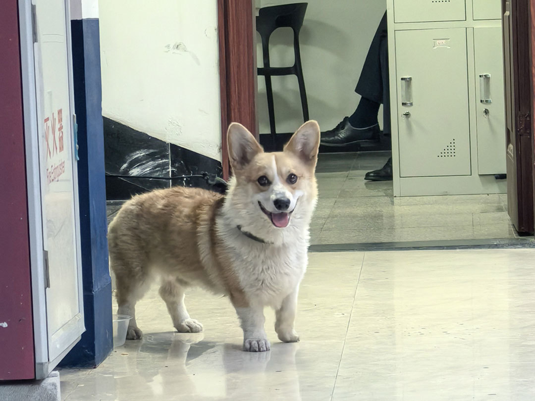 洛東生物與在地流浪動物救助機構開展合作