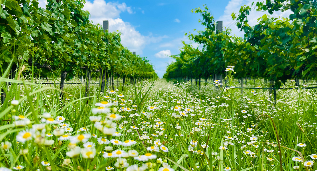 Sustainable Agriculture Sustainable Agriculture