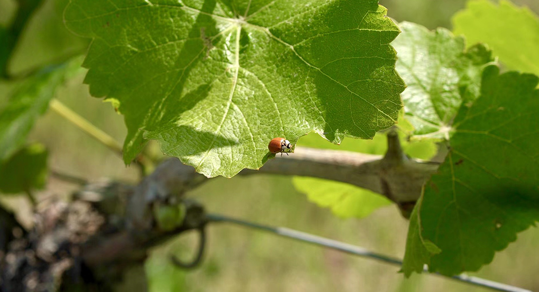 Sustainable Agriculture Sustainable Agriculture