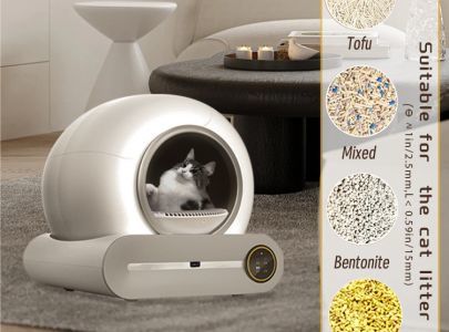 Maintaining proper hygiene is crucial for the overall health of your cat.