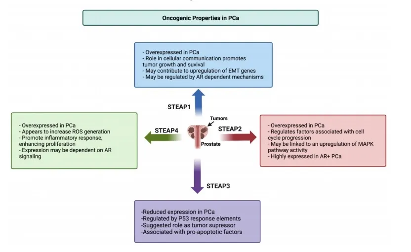 Xi闻 | 全人源Fab合成噬菌体文库快速助力靶点STEAP1 抗体分子筛选