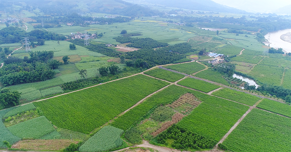 坚果种苗基地