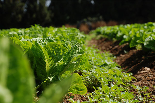 Why Slow-Release Fertilizer is a Game Changer for Sustainable Agriculture