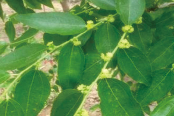 Unlocking the Secrets of Phytohormones in Organic Farming: A Comprehensive Guide