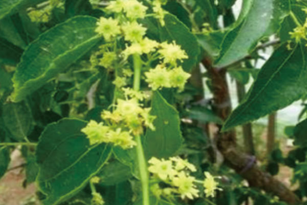 Enhancing Plant Metabolism: Unlocking the Potential of Plant Metabolism Enhancers