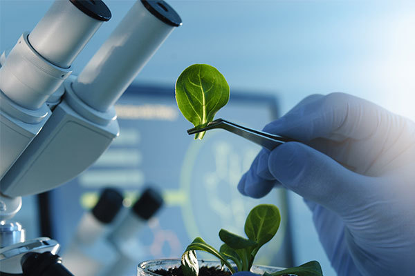 Unlocking Growth: The Role of Biotechnological Biostimulants in Agriculture