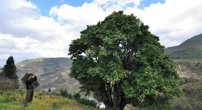 探索臨滄茶葉的常見(jiàn)問(wèn)題與解答