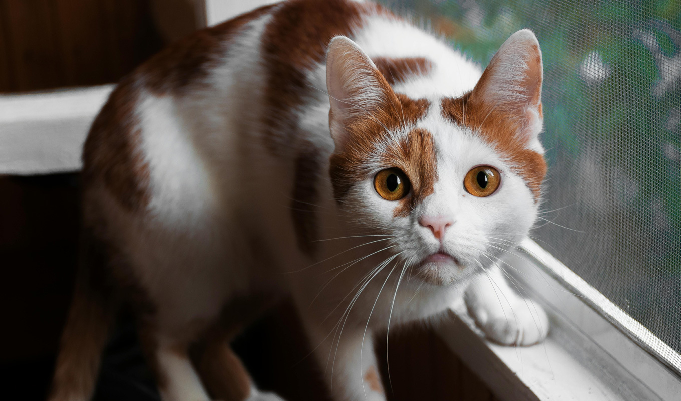 Pet