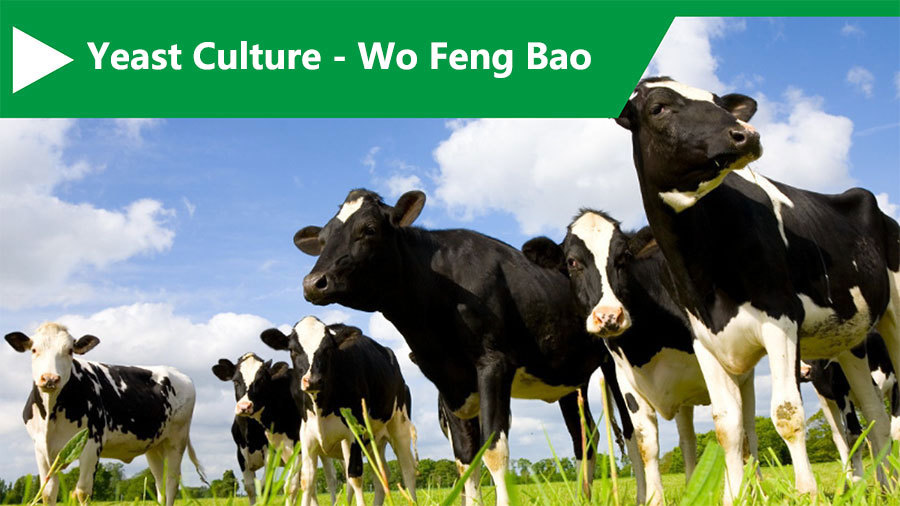 Yeast Culture - Wo Feng Bao