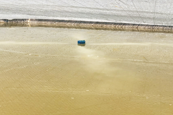 South American white shrimp pond culture