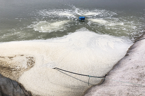 Qingdao Chengyang Sea Cucumber Farming Project