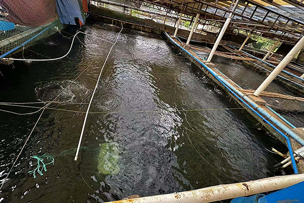 Zhuhong Nano enters the international arena and helps upgrade the Philippine mariculture industry