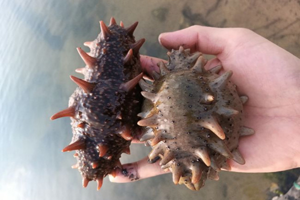Sea cucumber pond culture