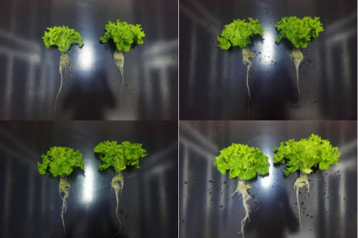 Zhuhong Soilless Cultivation Yield Enhancement Experiment: Ningbo Jiangshan Wanli Produce Farm