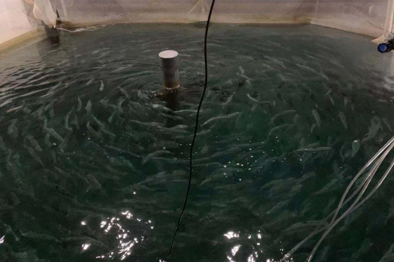 North Atlantic Salmon Recirculating Water Aquaculture