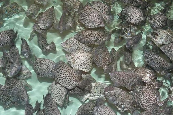 Factory farming of seawater grouper rockfish