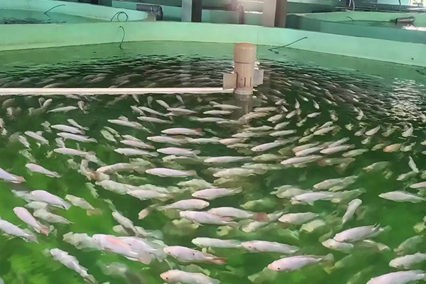 Freshwater seabass factory farming