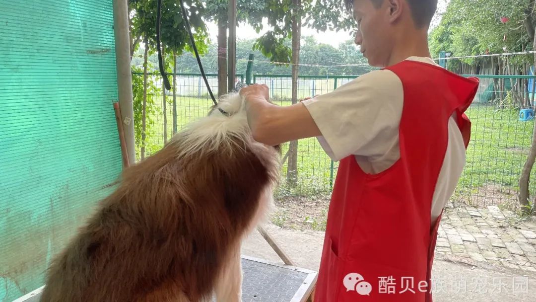 暑假寄养丨酷贝E族
