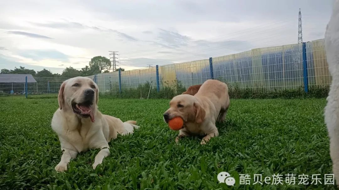 遛狗的好去处丨酷贝E族