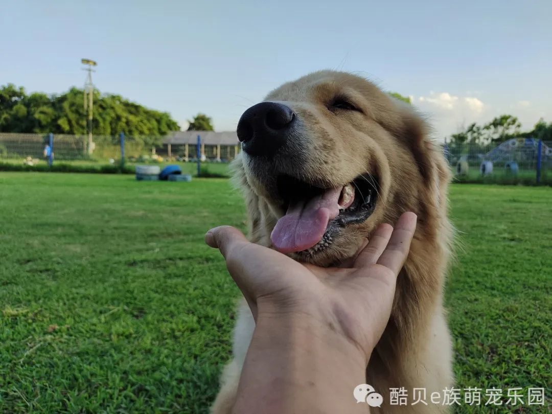 遛狗的好去处丨酷贝E族