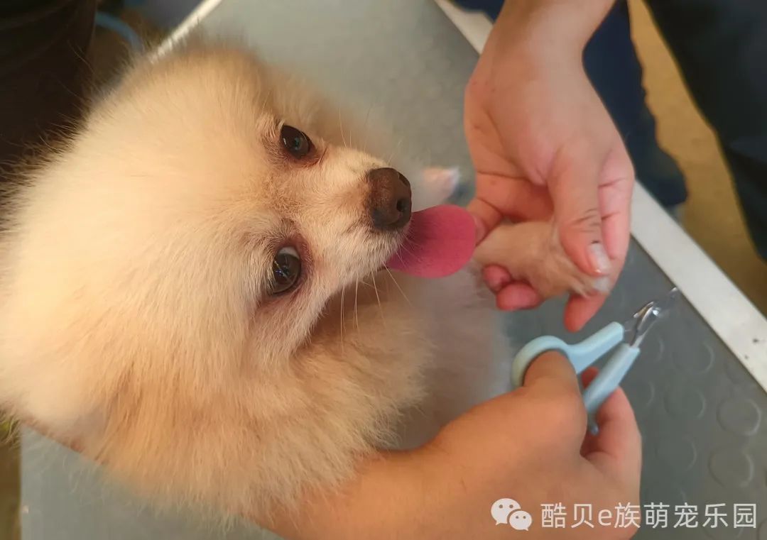 暑假寄养丨酷贝E族