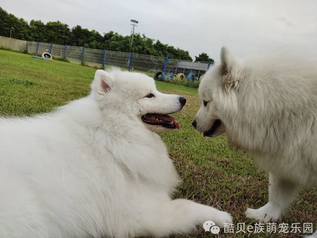 暑假寄养丨酷贝E族
